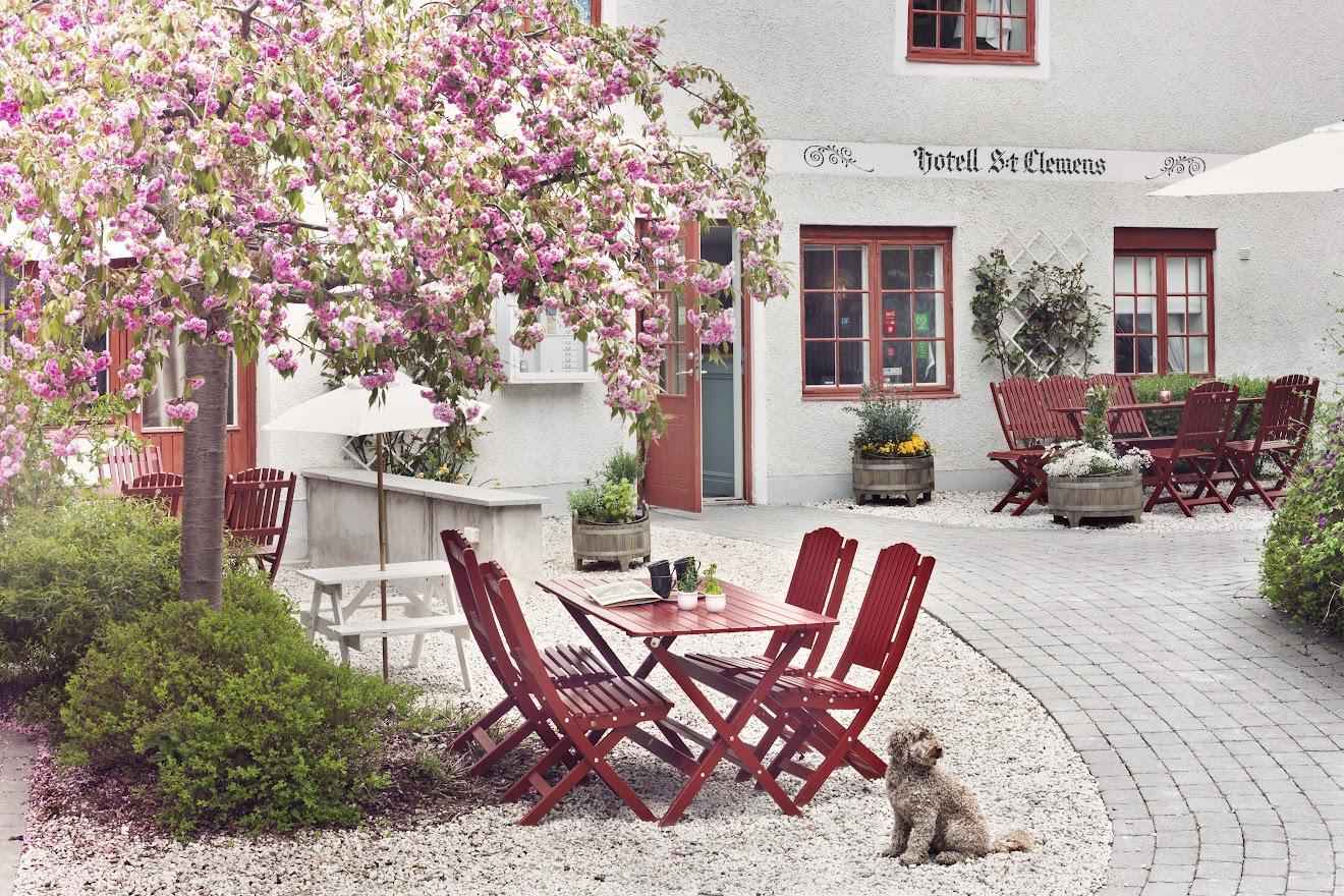 Un chien est assis à côté d'une table rouge entourée de chaises. Juste à côté se trouve un grand arbre en fleurs. Ces éléments sont situés dans le jardin de l'hôtel S:t Clemens.