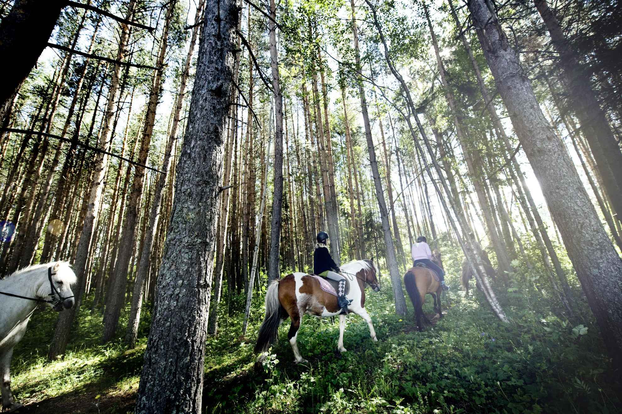 Balade à cheval à Storsjöbygden