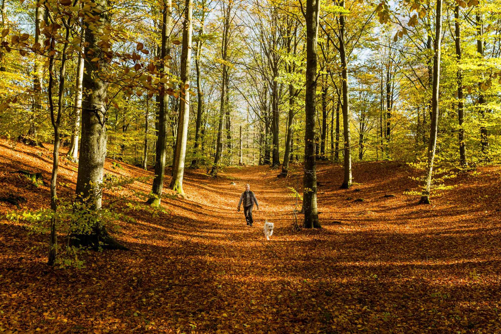 Une femme et un chien se promènent sur un sentier dans une forêt en automne. Le soleil brille et le sol est couvert de feuilles orange.