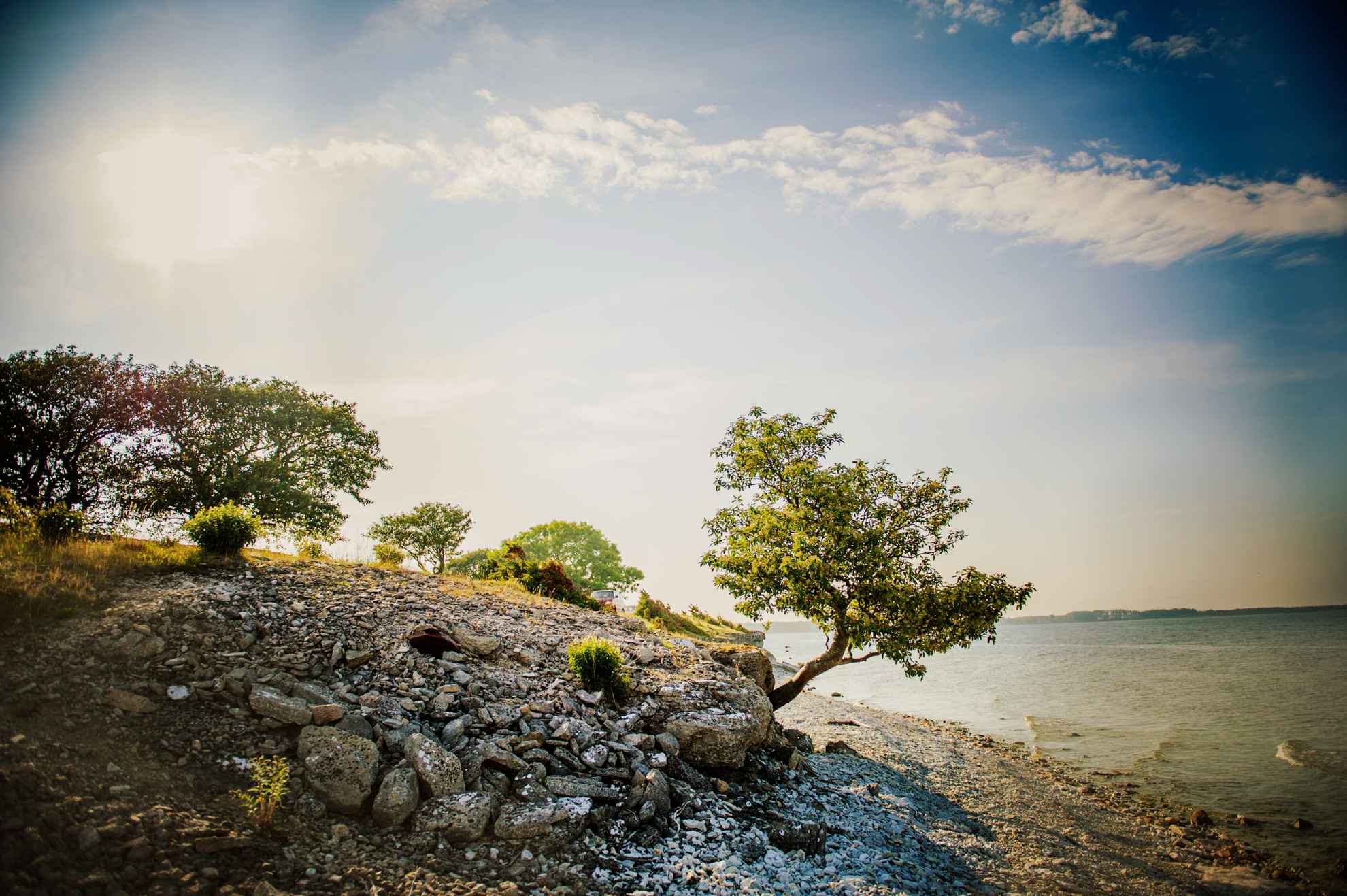Le littoral de Fårö avec sa plage rocheuse et ses arbres soufflés par le vent.