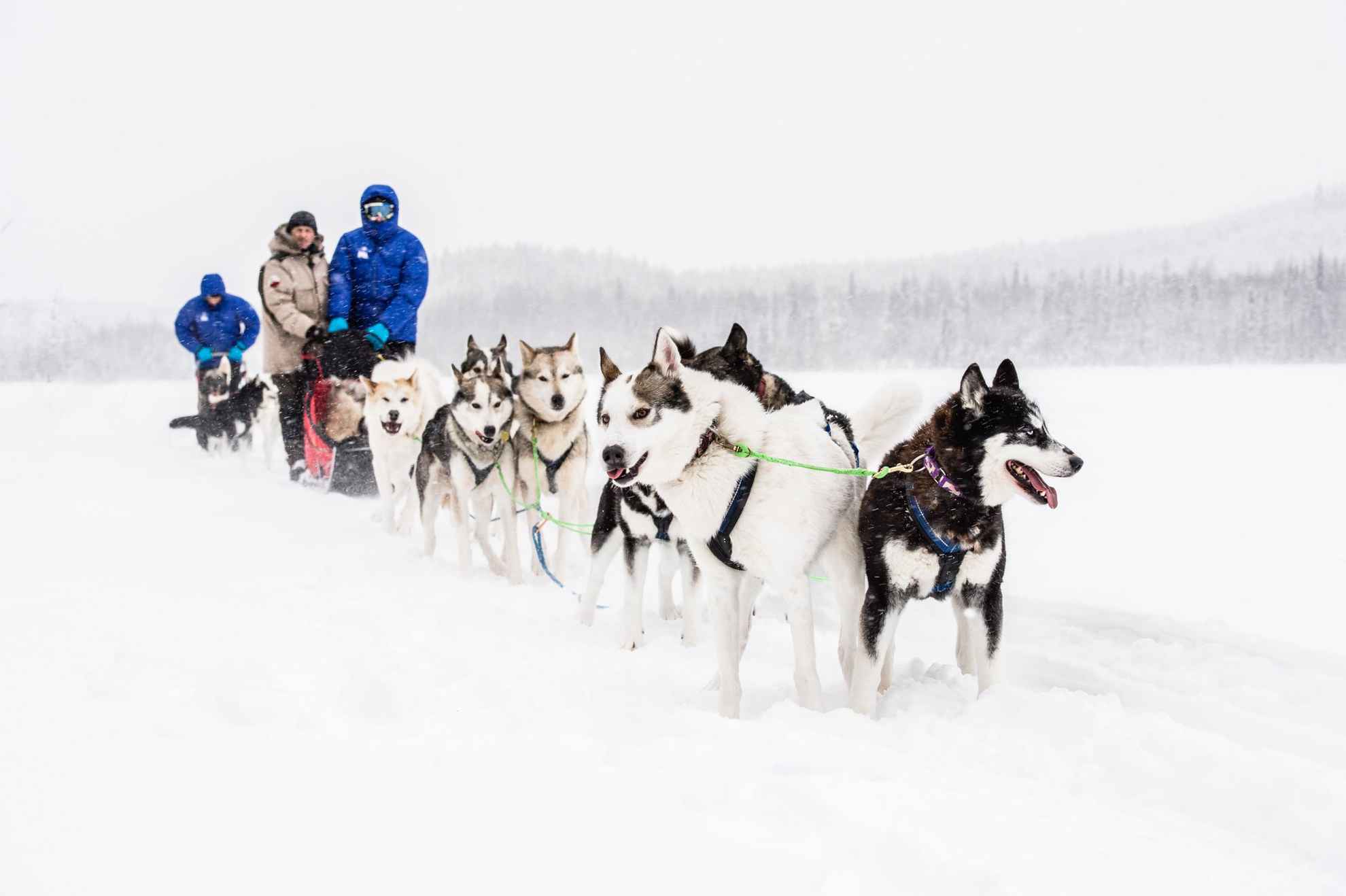 Un traîneau à chiens avec plusieurs chiens et deux personnes sur le traîneau, dans un paysage enneigé.