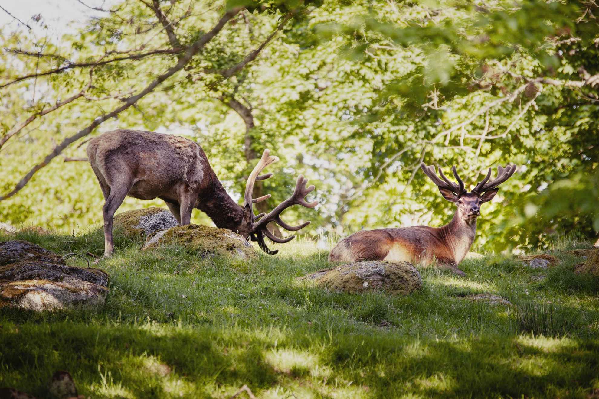 Des cerfs à Eriksberg Hotel & Nature Reserve