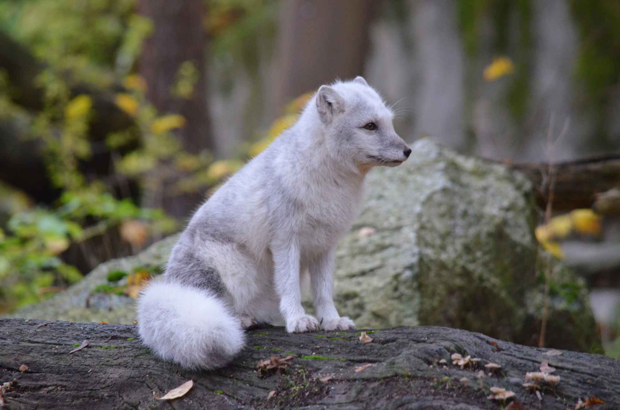 Un renard arctique est assis sur un tronc d'arbre avec une pierre grise en arrière plan.