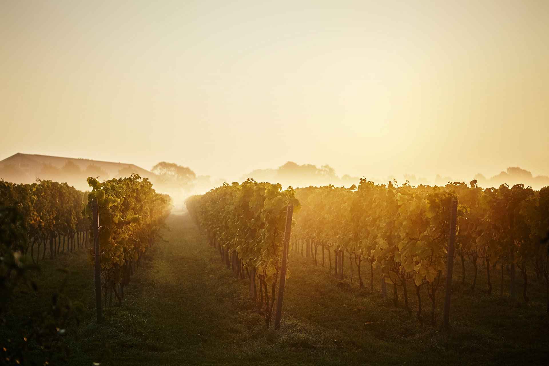 Vignes au crépuscule avec un soupçon de brume dans l'air et une maison en arrière-plan.