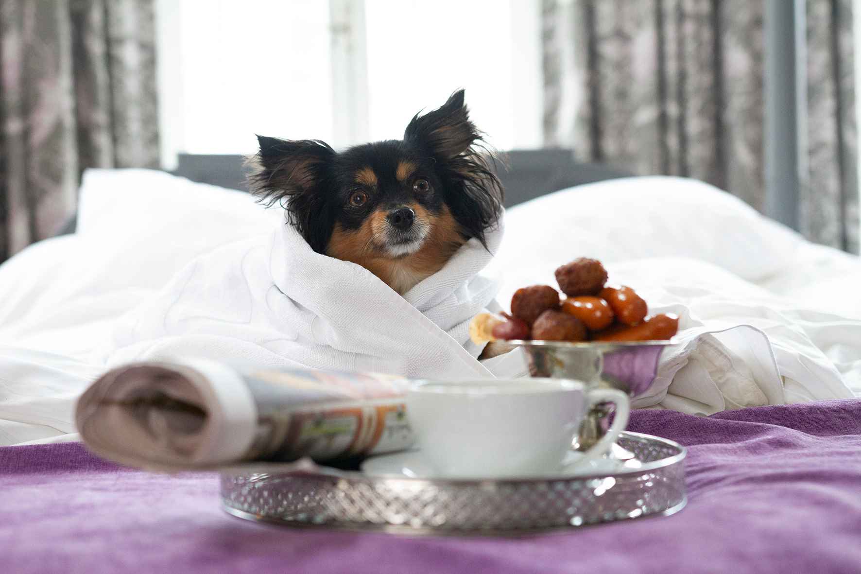 Un petit chien est confortablement installé dans des draps de lit et assis sur un lit d'hôtel. Devant le chien se trouvent un bol rempli de petites saucisses et un plateau avec une tasse à café et un journal.