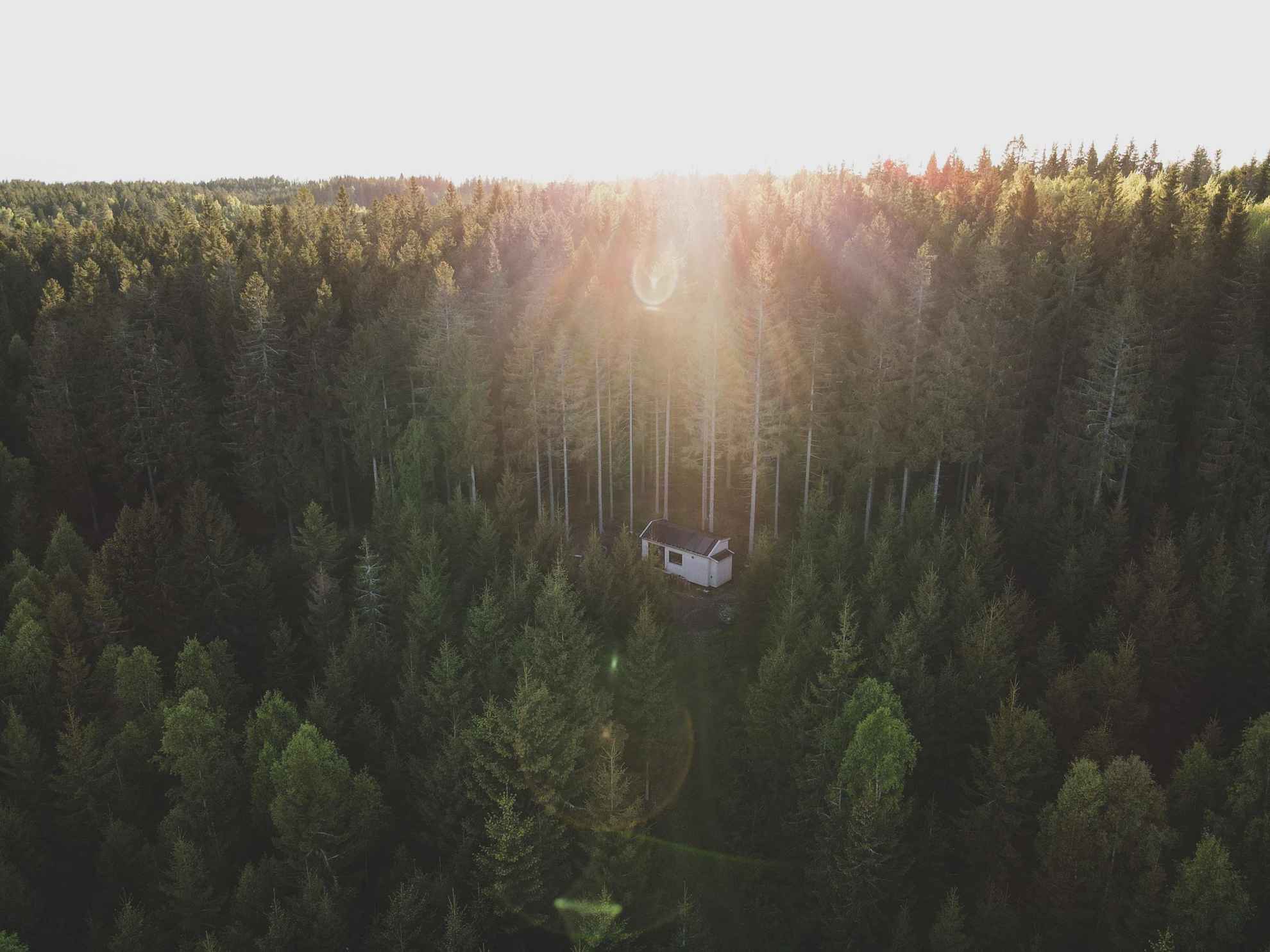 Vue aérienne d'une cabane et la forêt environnante.