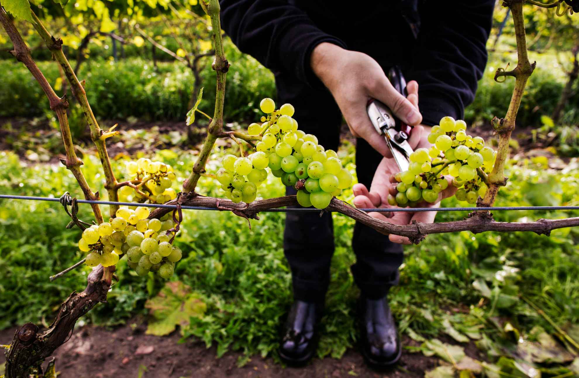 Une personne coupe les raisins d'une vigne.