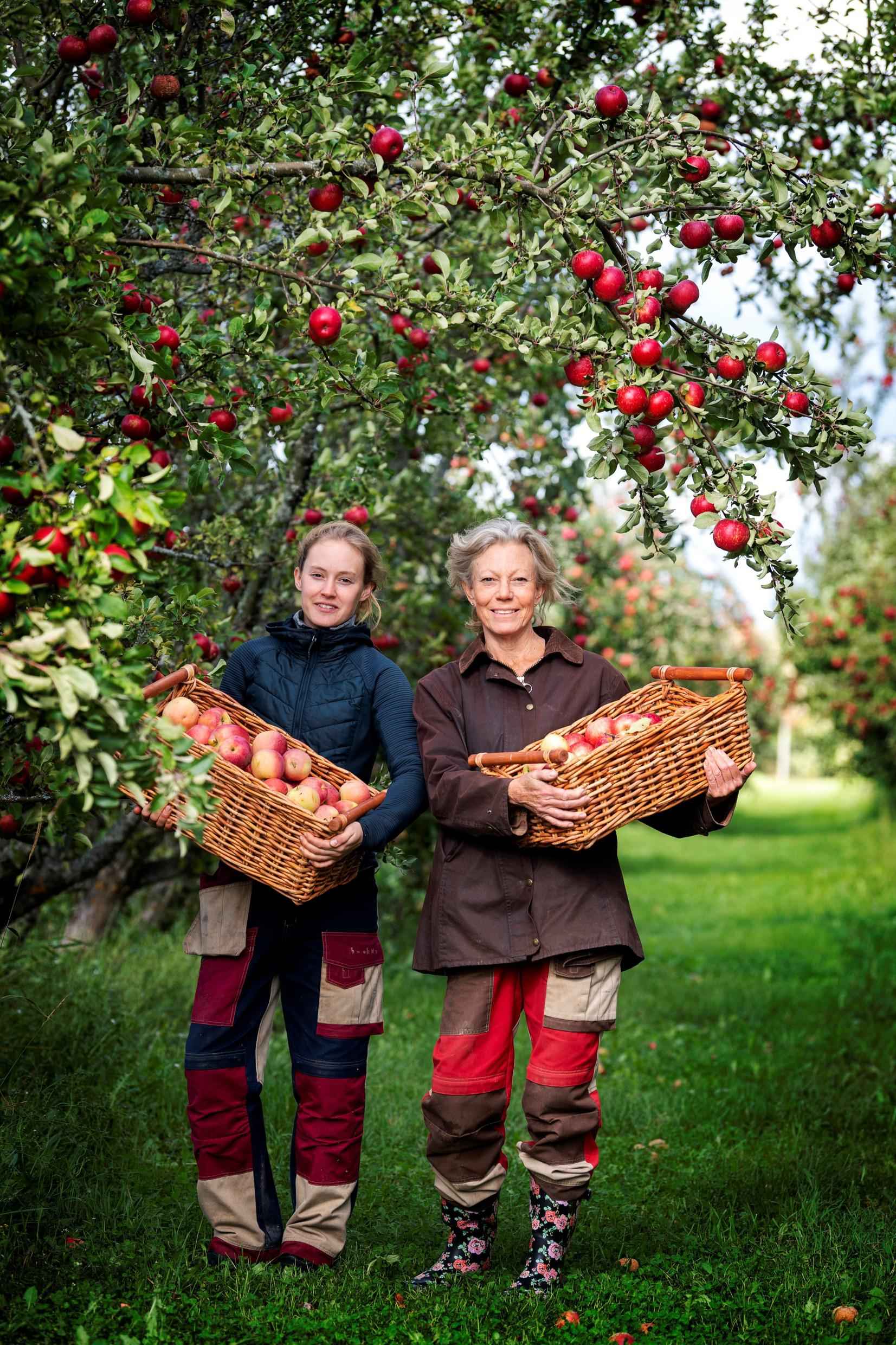 La mère et la fille de Köpings Musteri portent des paniers remplis de pommes rouges. Elles sont dehors, dans leurs vergers de pommiers.