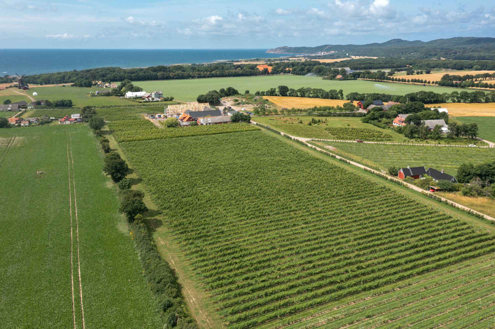 Vue aérienne du vignoble de Kullaberg par une journée ensoleillée avec des vignes vertes.