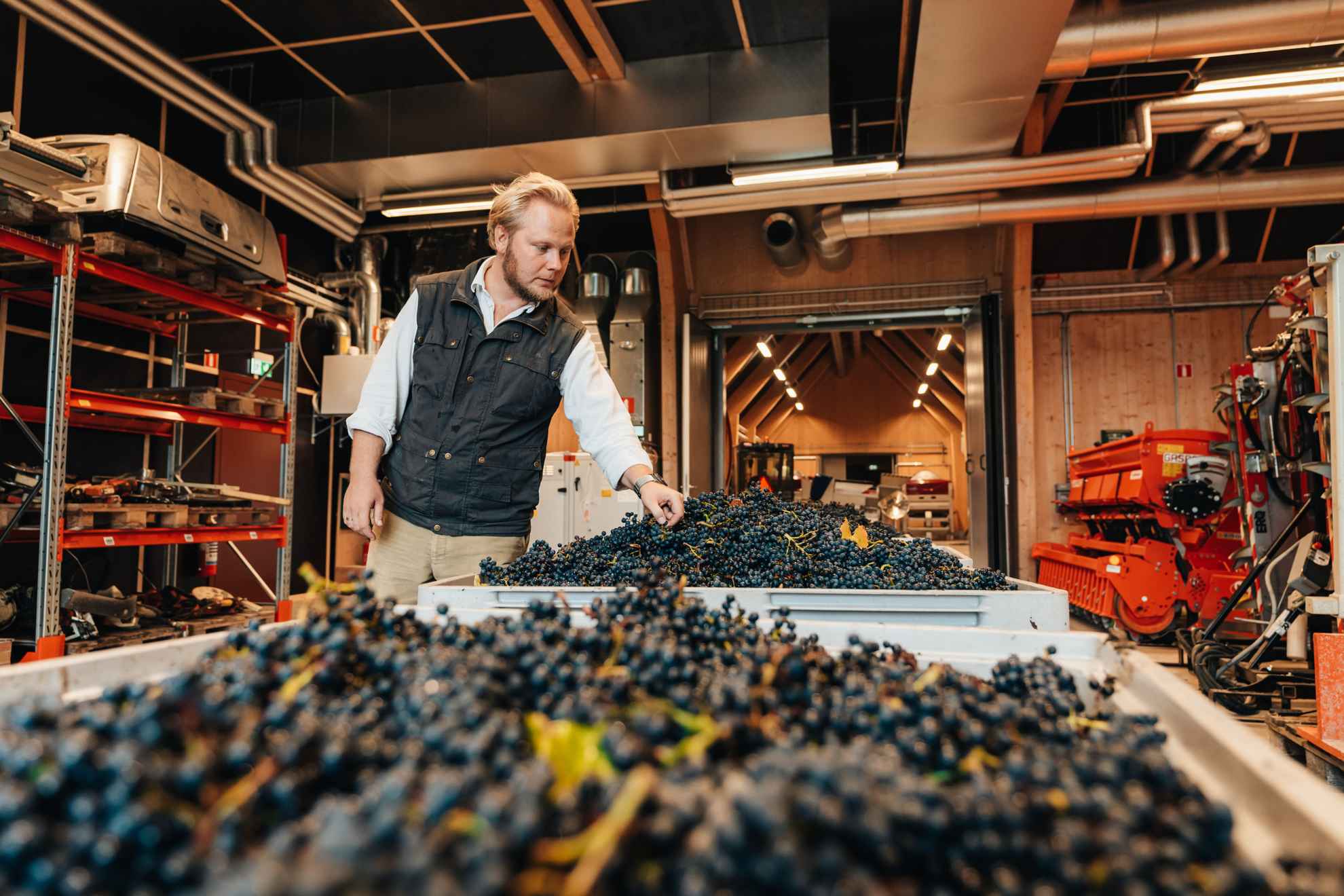 Des raisins bleus dans de grandes caisses au vignoble de Kullaberg.