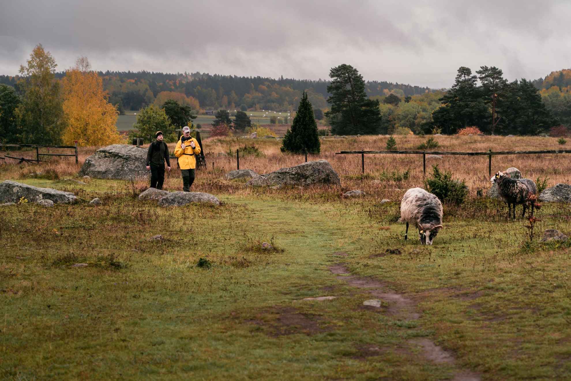 Deux hommes marchant dans un pré où paissent deux moutons.