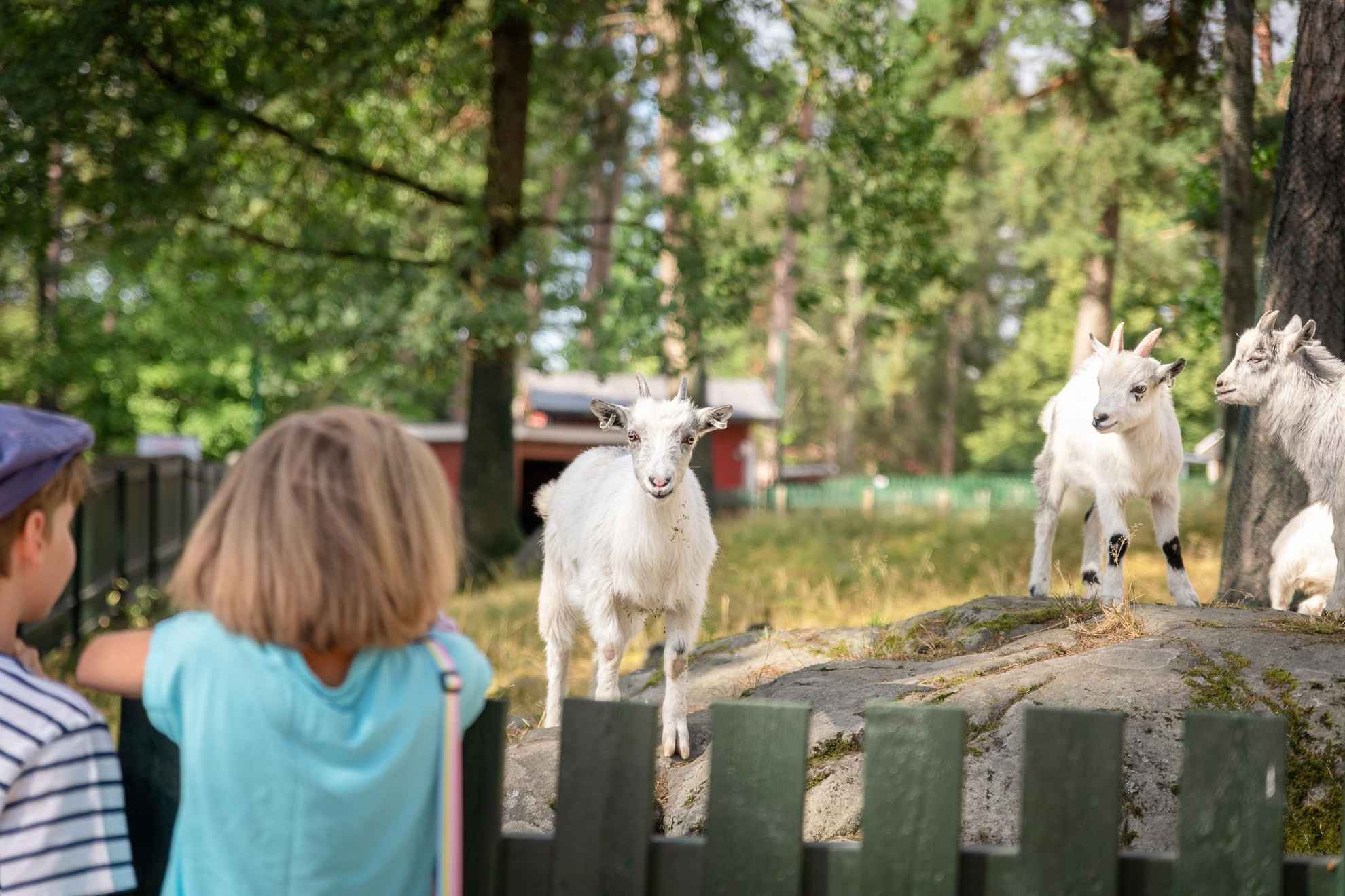 Chèvres dans Mariebergsskogen, le parc de la ville de Karlstad