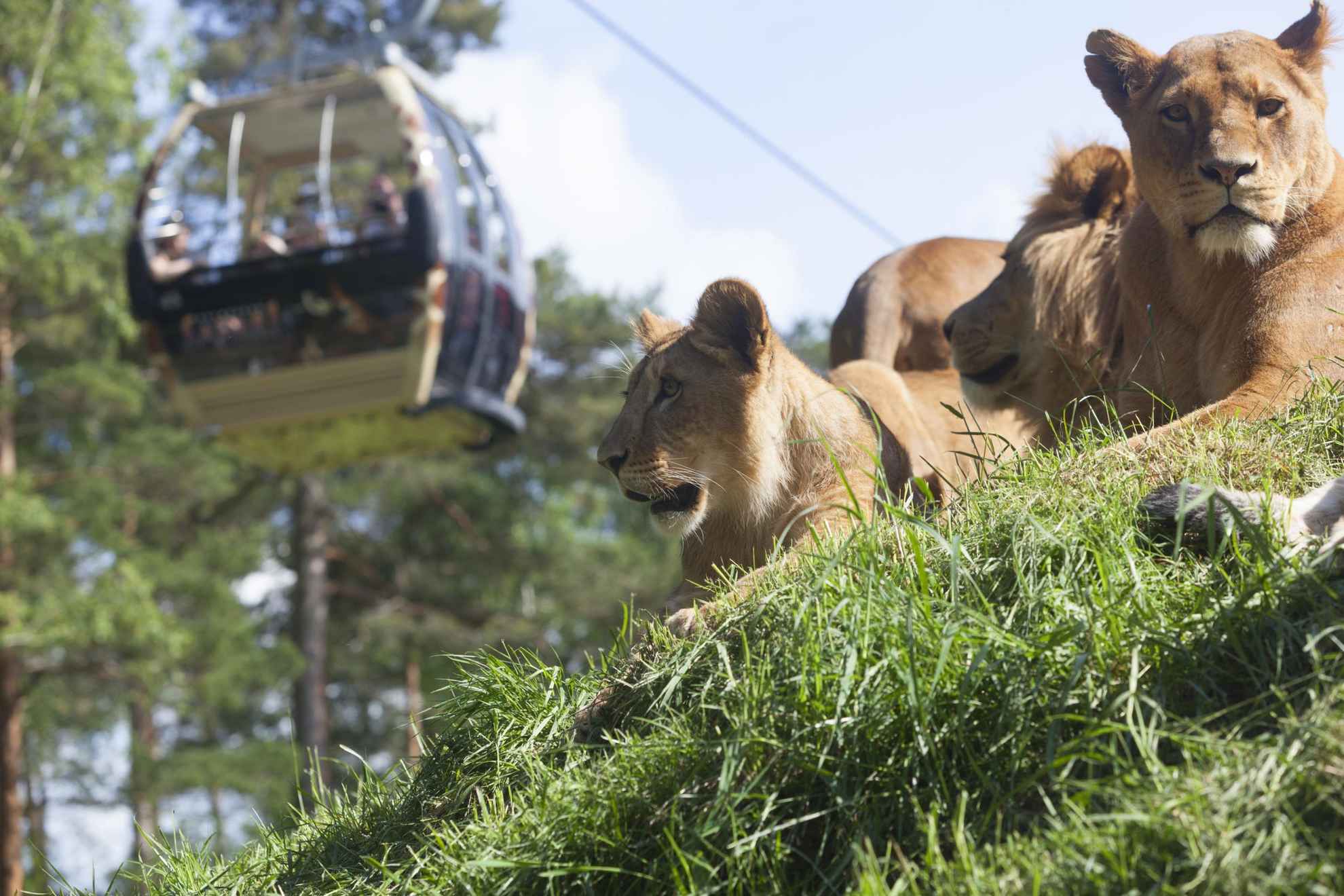 Trois lions se reposent dans l'herbe pendant qu'un téléphérique passe.