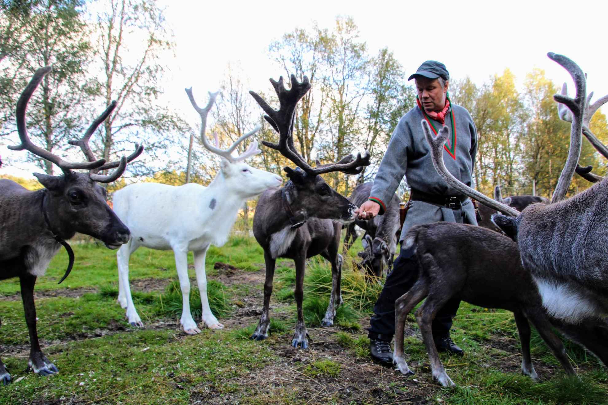 Découverte de la culture sami & aventures avec les rennes