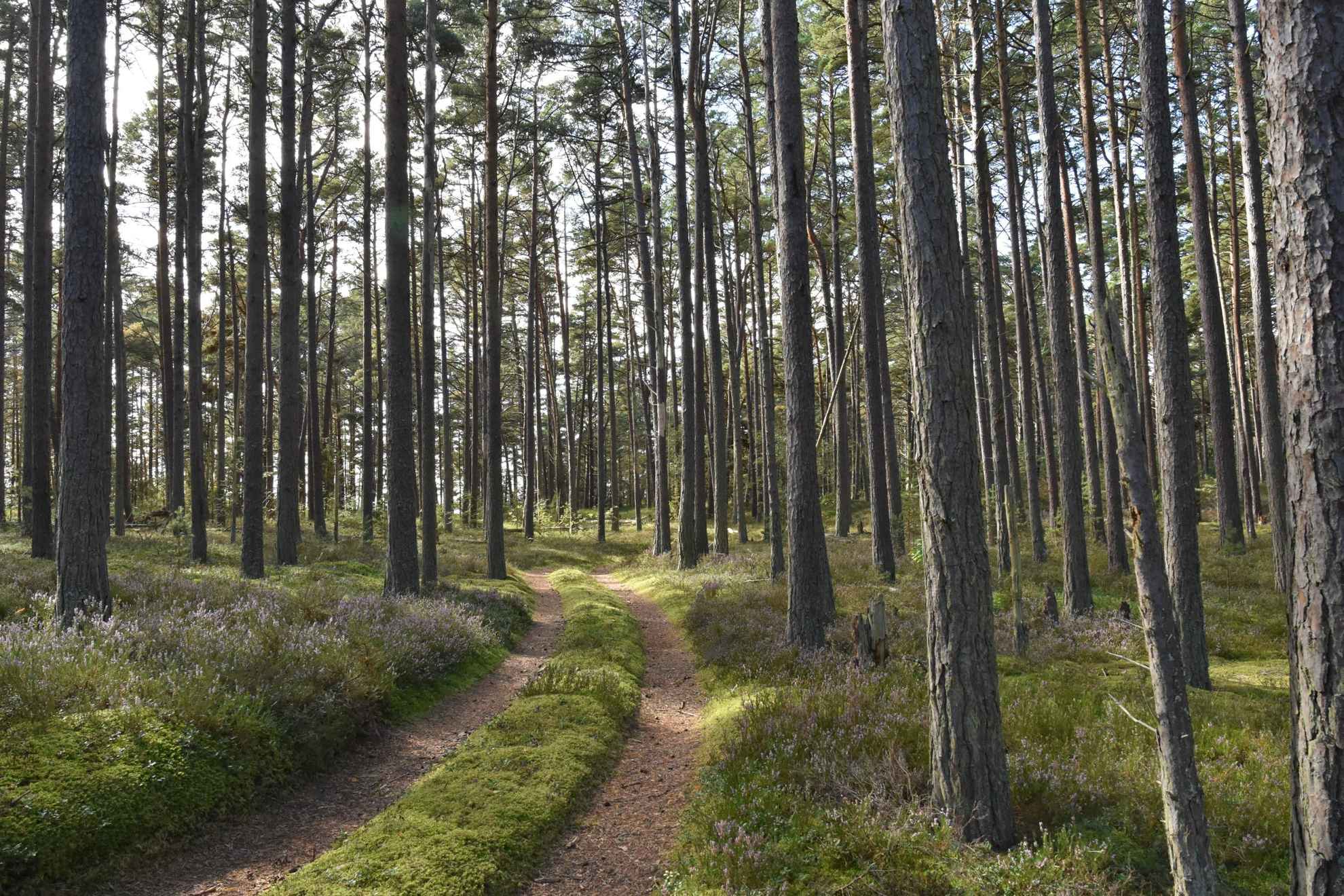 Forêt de pin dans le parc national de Gotska Sandön