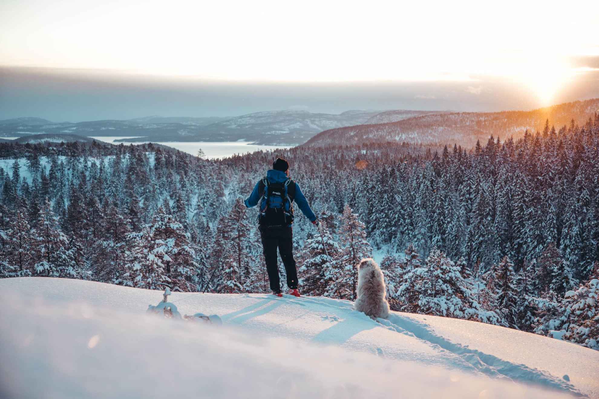 Une personne sur des skis avec un chien sur une montagne, surplombant la forêt et les collines de la haute côte.