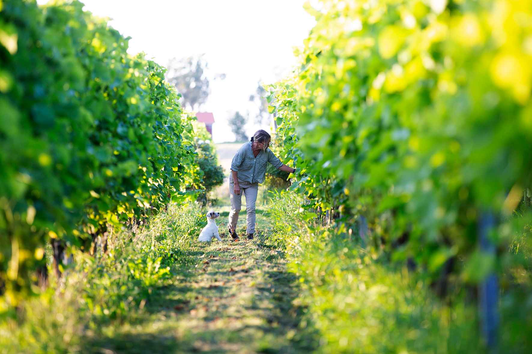 Une femme et un petit chien blanc regardent les raisins dans les vignes du vignoble de Särtshöga.