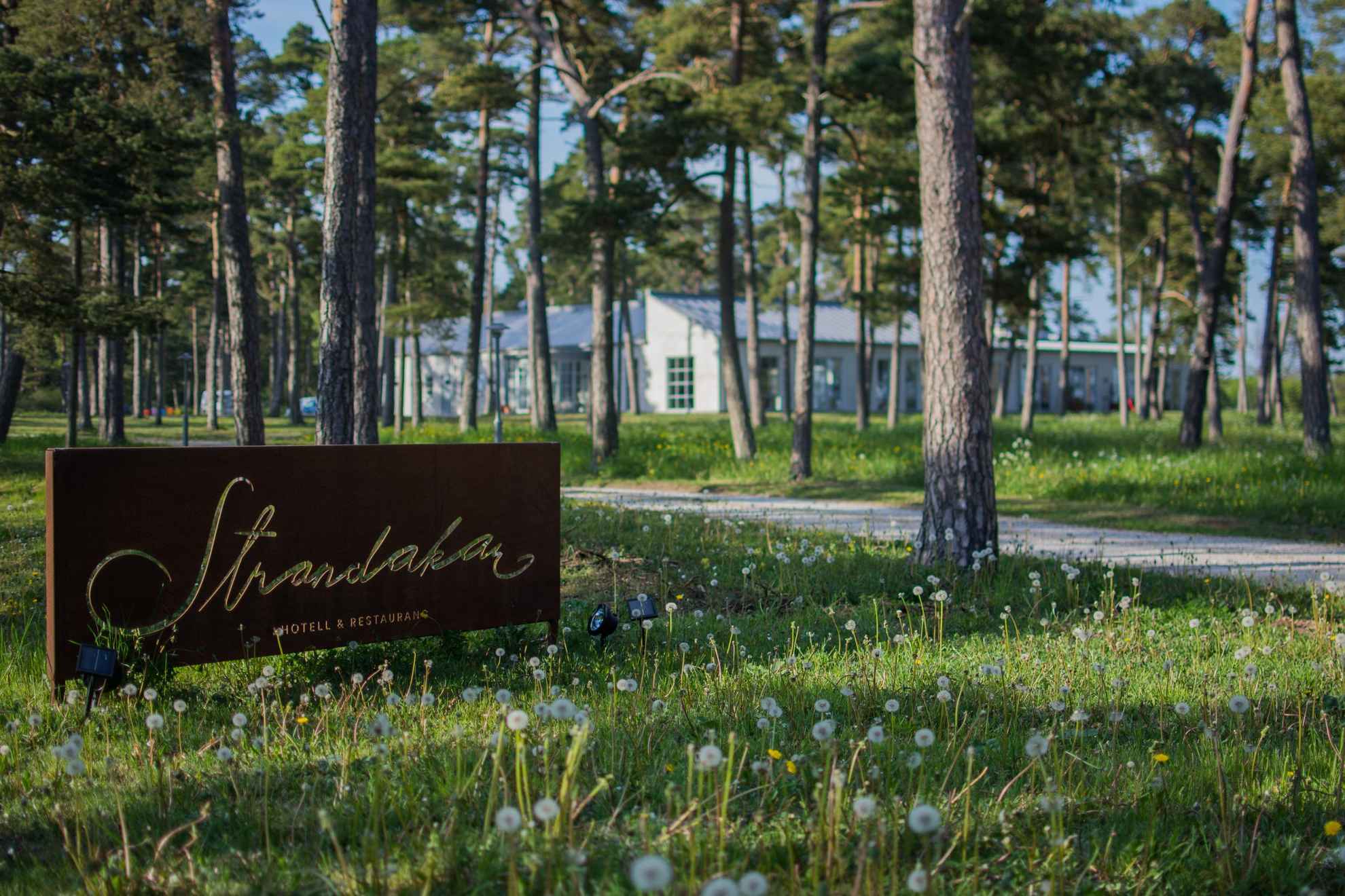 Un panneau indiquant l'hôtel et restaurant Strandakar se trouve planté dans le sol, parmi les pissenlits et les pins. Derrière les pins, en arrière-plan, il y a un grand bâtiment blanc.