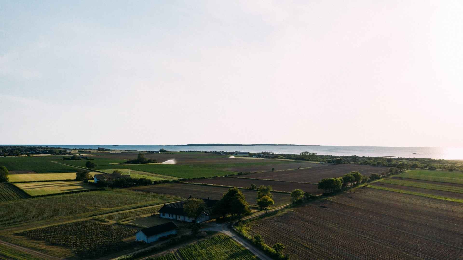 Vue aérienne du vignoble de Thora avec vue sur la mer.