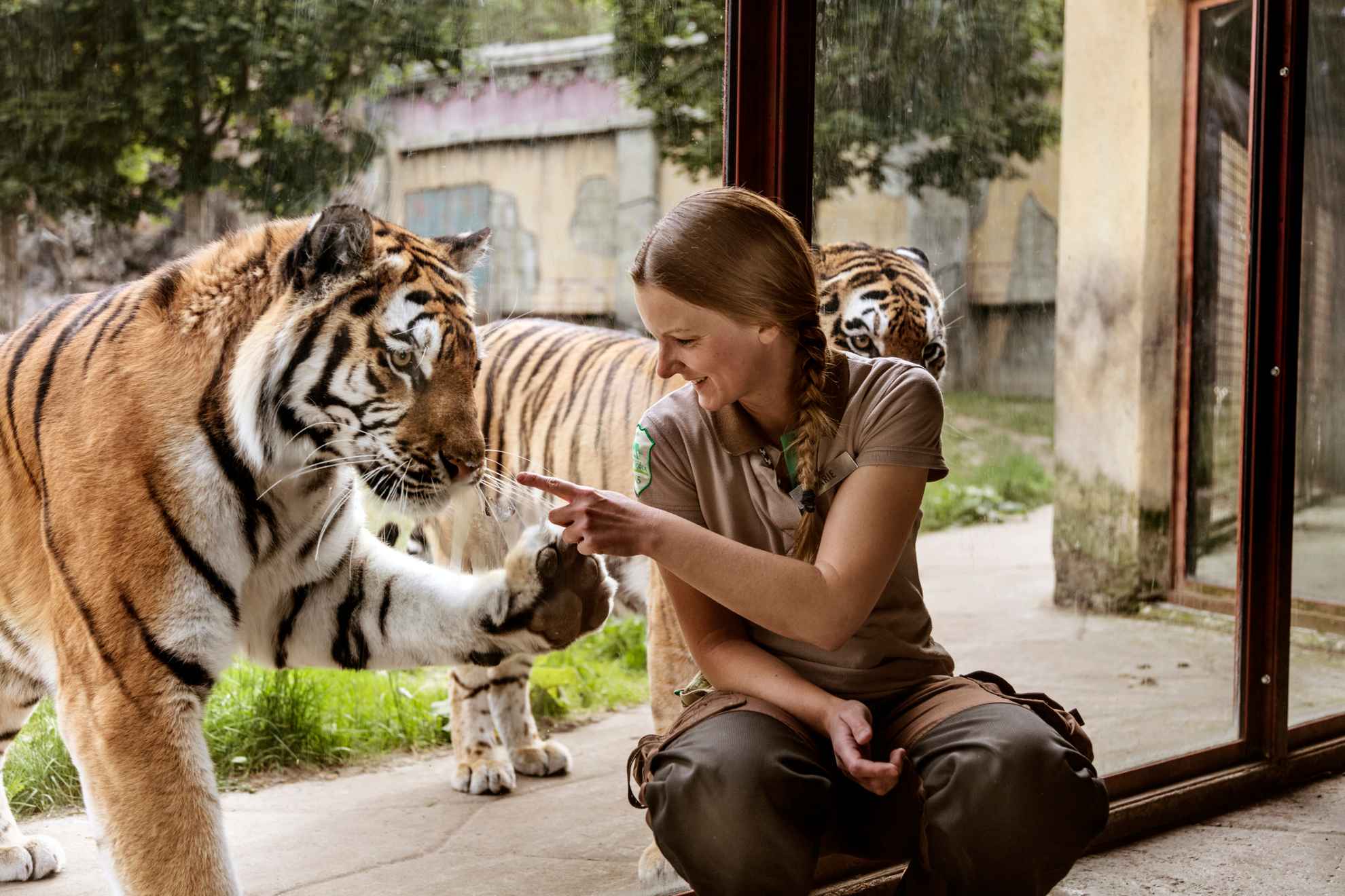 Une femme est assise devant l'enclos des tigres tandis qu'un tigre pose sa patte sur la vitre.