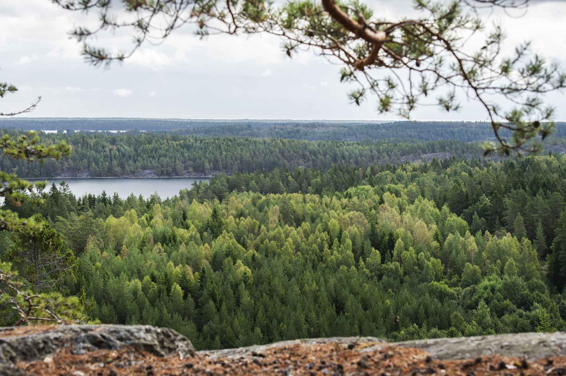 Forests of Dalsland