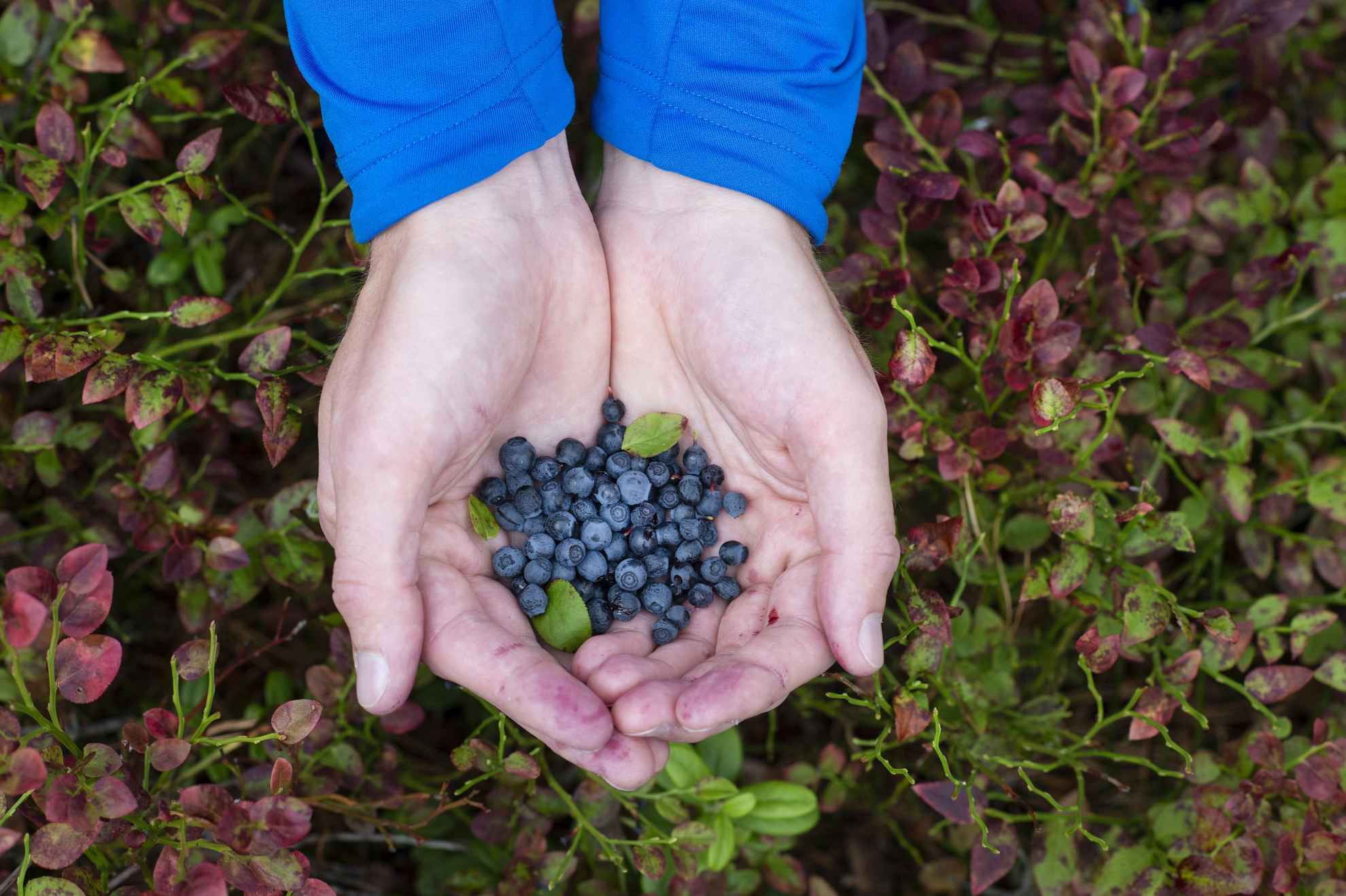 Blueberries from West Sweden