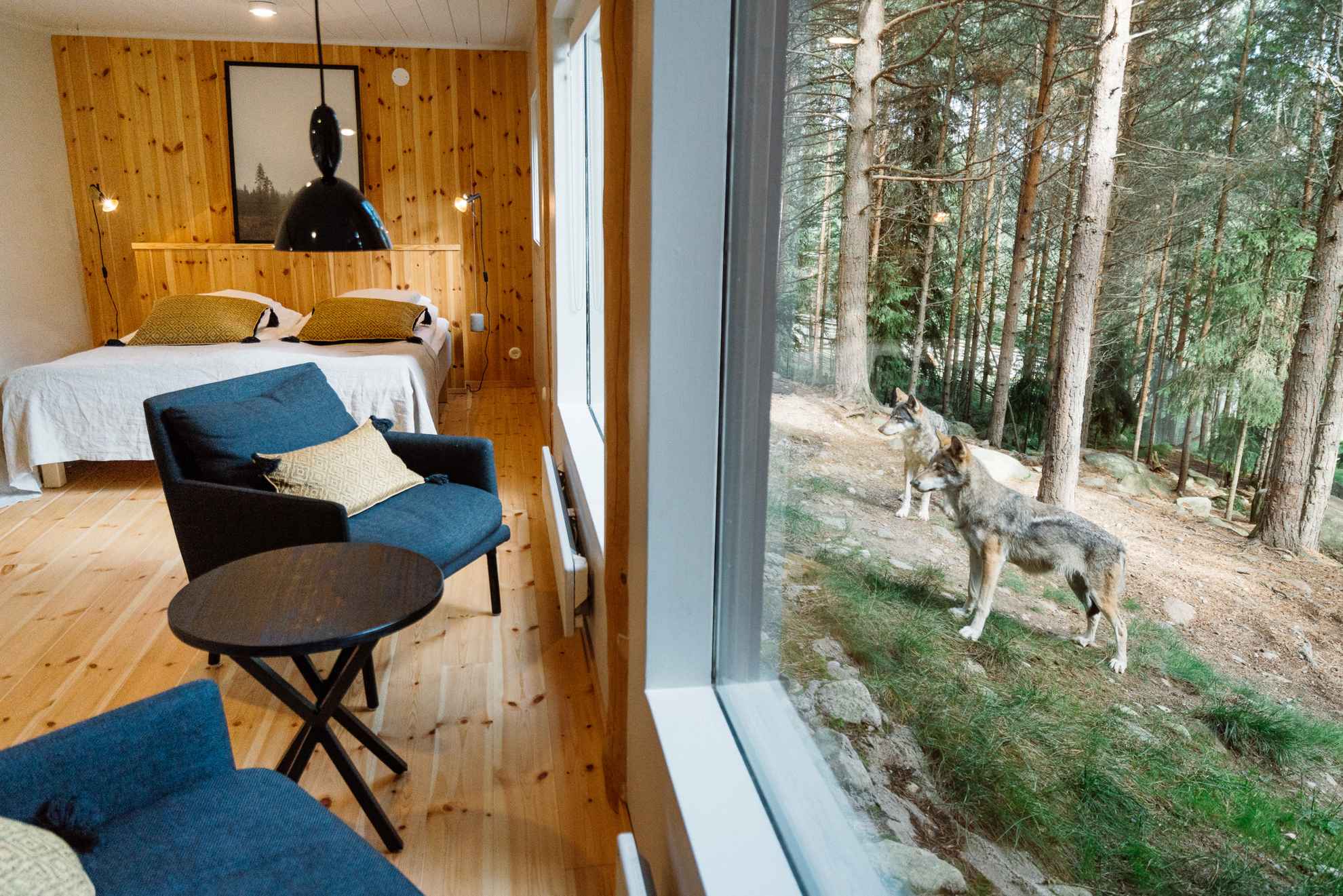 Une chambre d'hôtel avec des fenêtres panoramiques donnant sur l'enclos des loups. Des loups se tiennent devant la fenêtre.