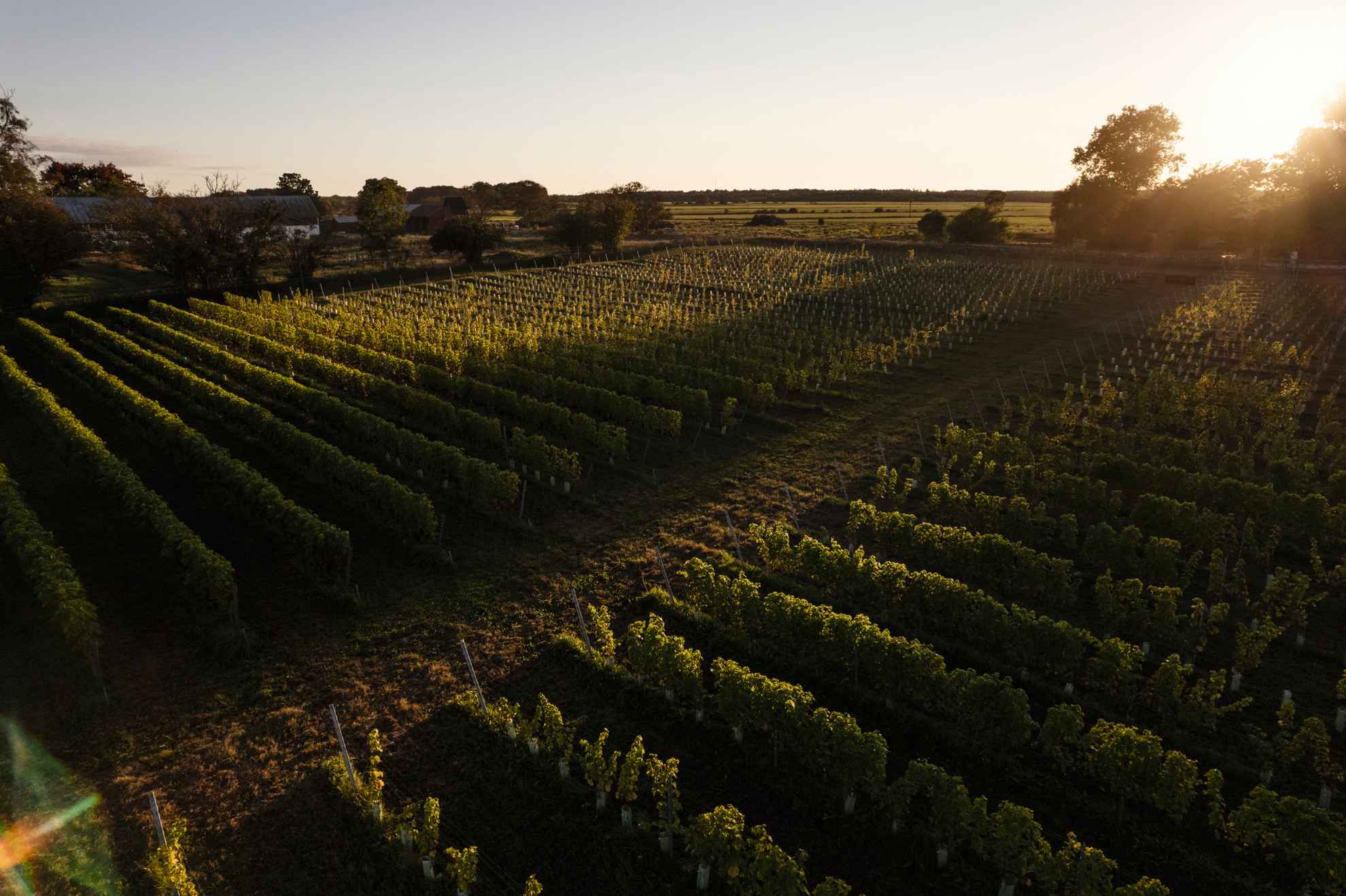 Des vignes du domaine viticole de Långmyre au coucher du soleil.