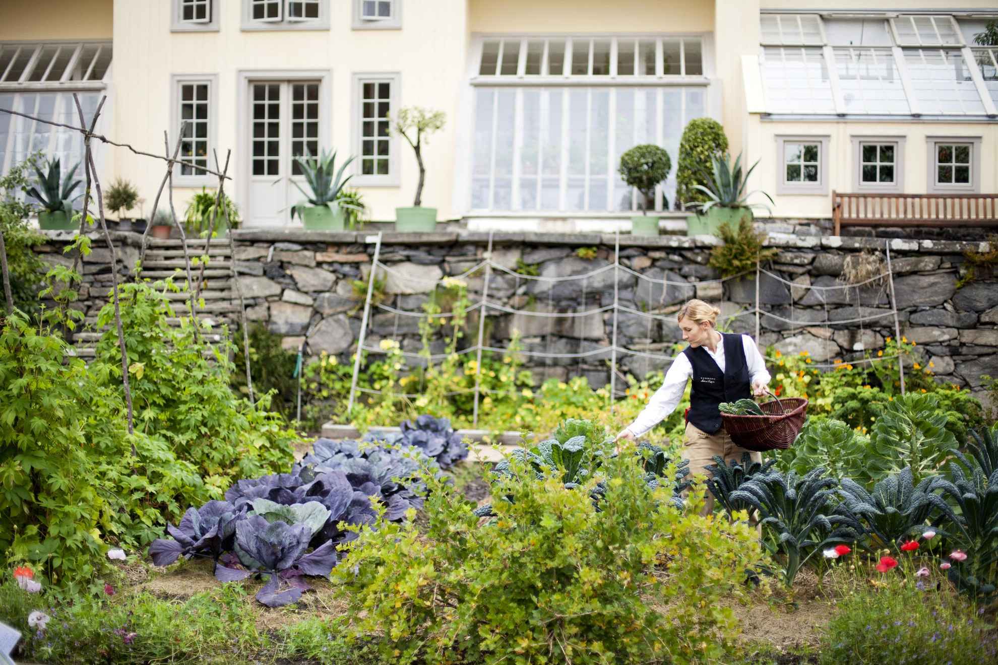 Une femme cueillant des légumes dans le jardin de Gunnebo House & Gardens. En arrière-plan, il y a une grande maison.