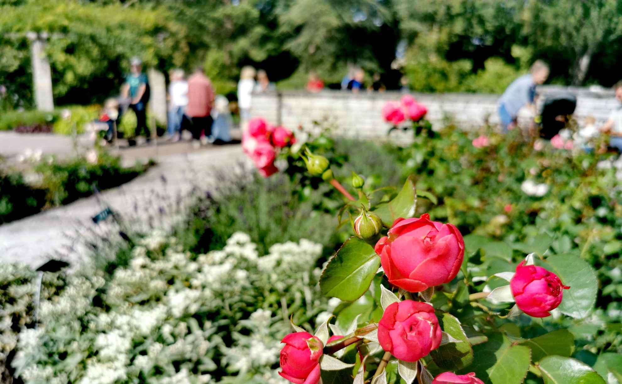 Un parterre de roses dans un jardin botanique. En arrière-plan, le long d'un sentier pédestre, se trouvent de la verdure et plusieurs personnes floues.