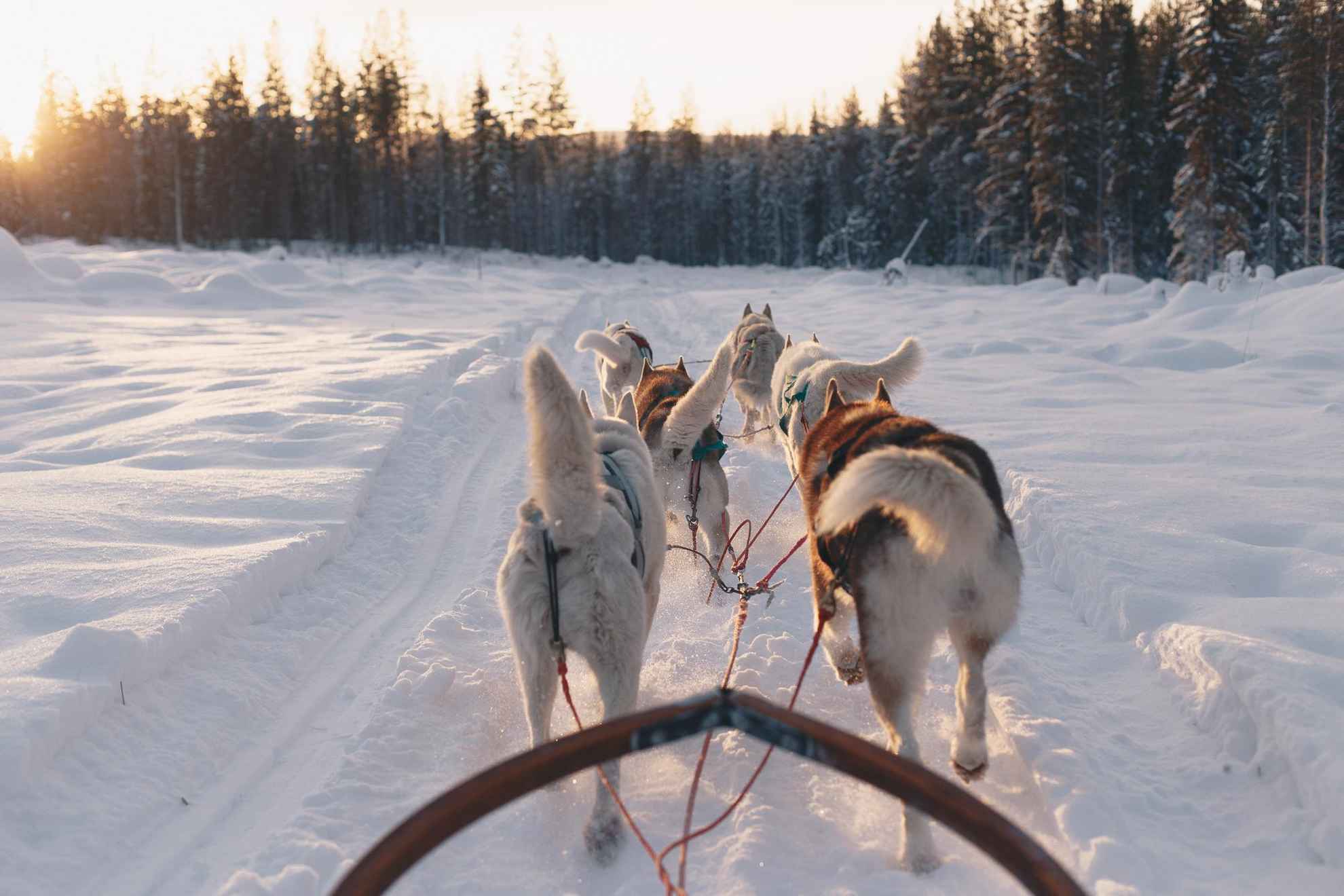 Balade en traîneau à chiens en Laponie suédoise
