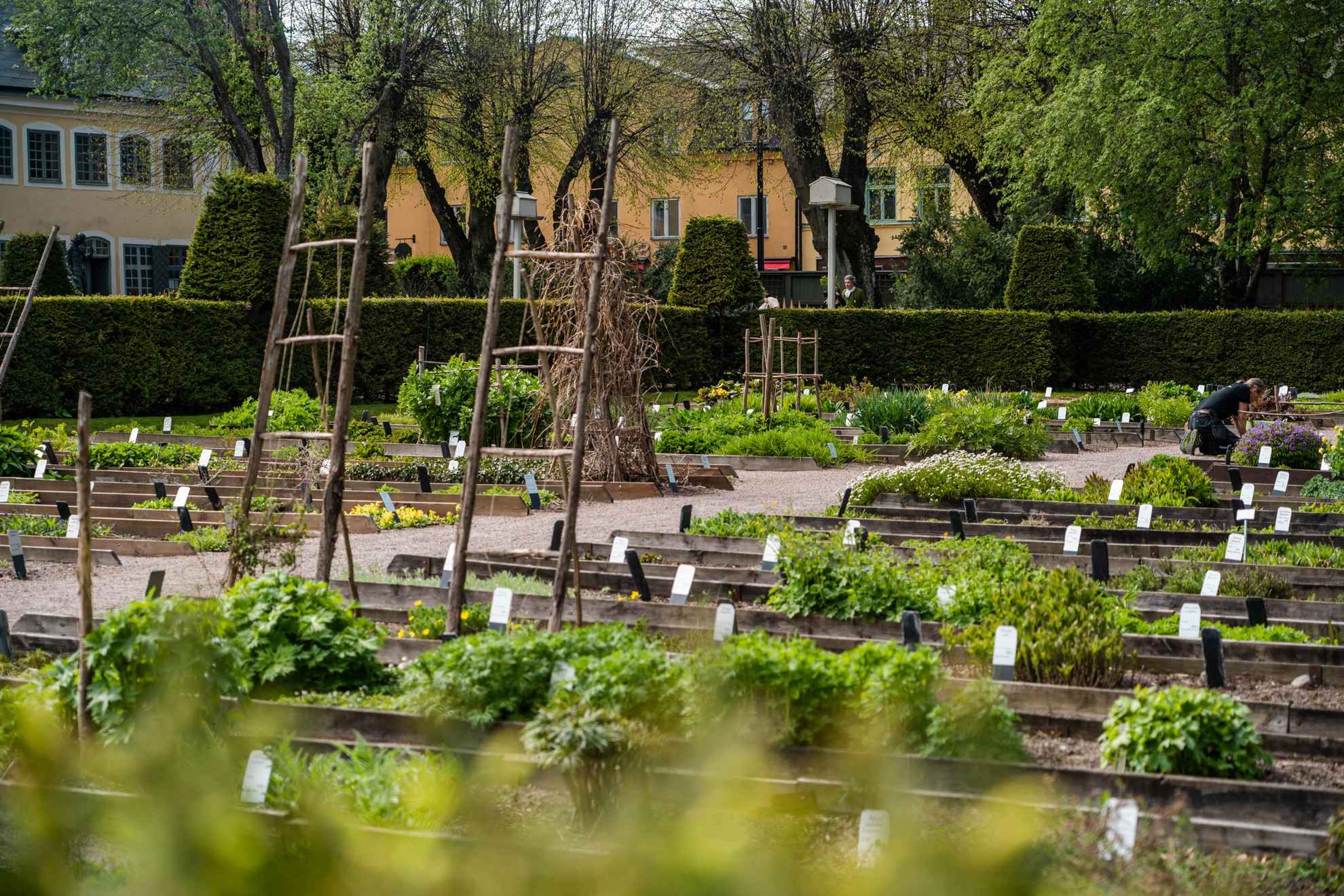 Cultures dans le jardin de Carl von Linné