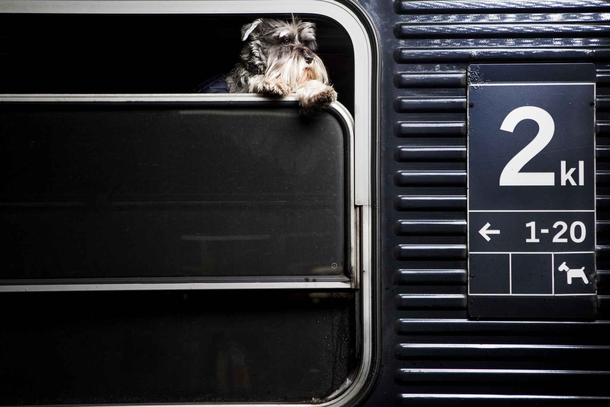 Un chien regarde dehors à travers la fenêtre depuis l'intérieur d'un train.