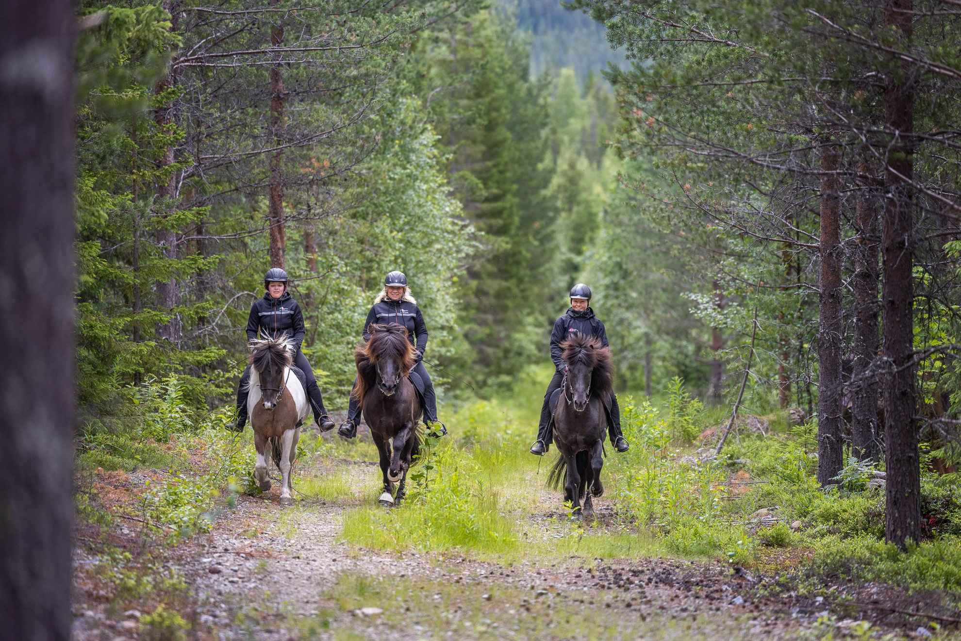 Trois femmes montant des chevaux islandais sur une route dans une forêt.
