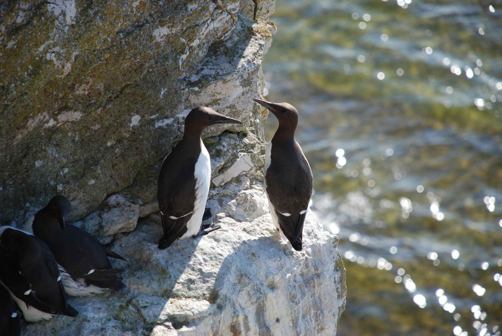 Quatre oiseaux se tiennent debout sur un rocher à côté de la mer.