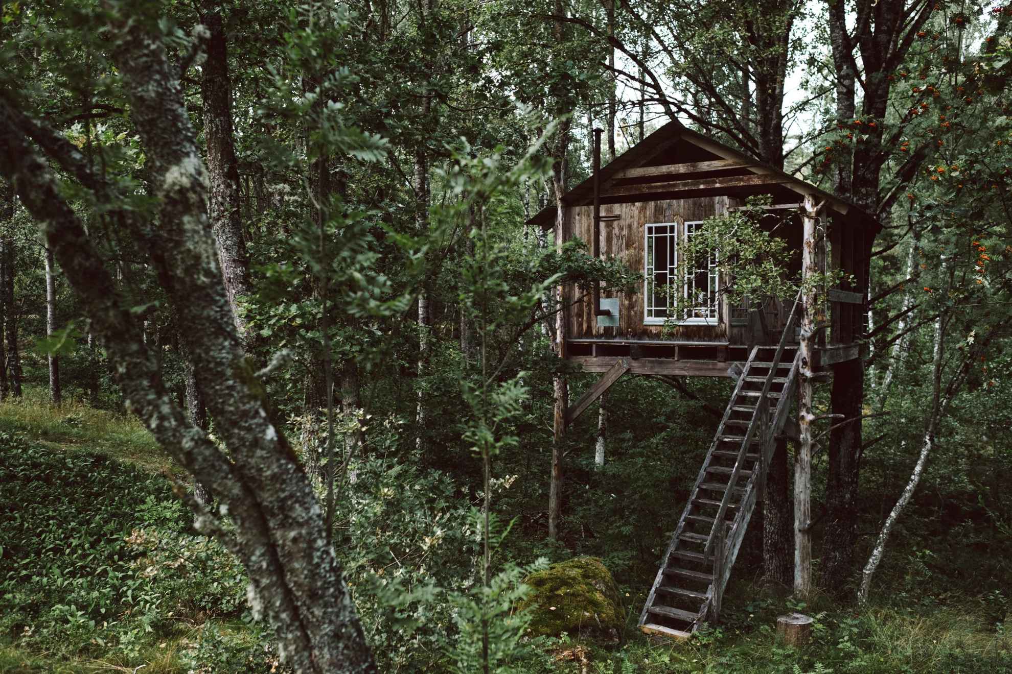 Vue sur une cabane en bois entourée d'arbres pendant l'été.