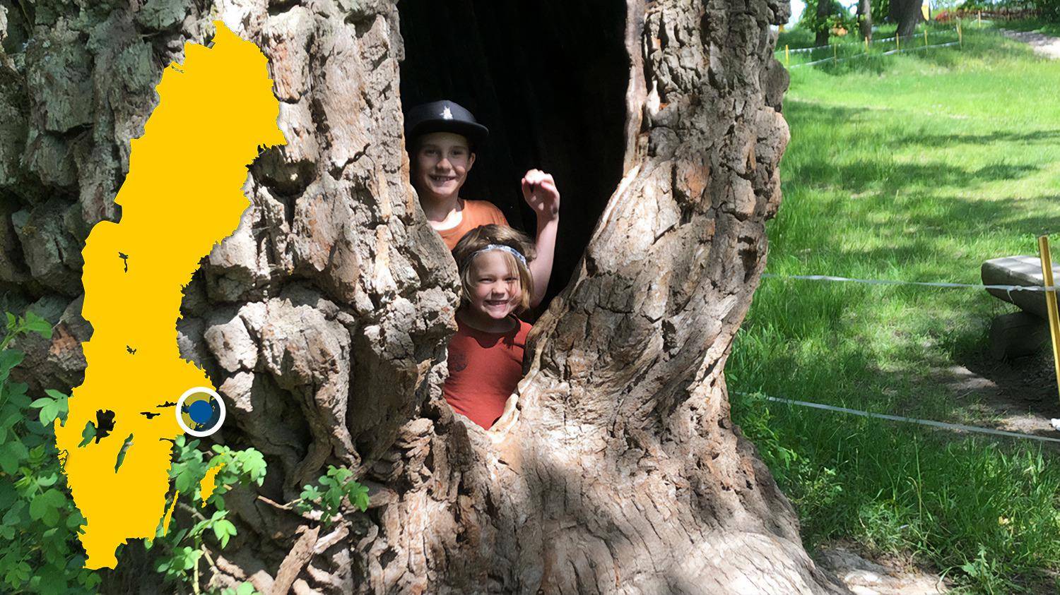 Deux enfants se tiennent dans le creux d'un grand arbre et sourient à la caméra. Il y a une carte jaune de la Suède avec un point bleu qui indique l'emplacement d'Ektorp.