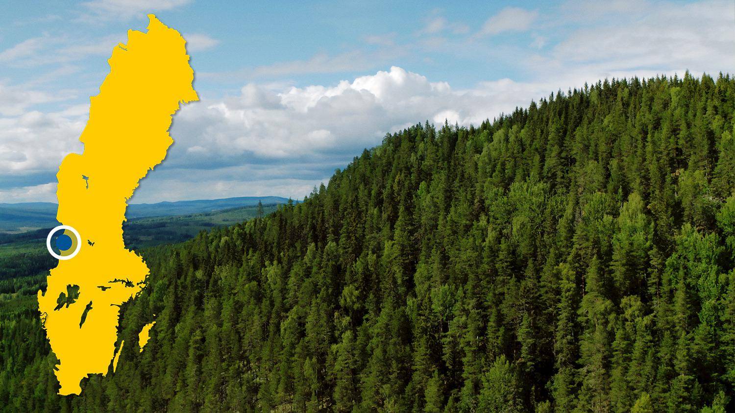 Vue sur une forêt de conifères. Sur la photo, il y a une carte jaune de la Suède avec un point bleu qui indique l'emplacement de Höljes.