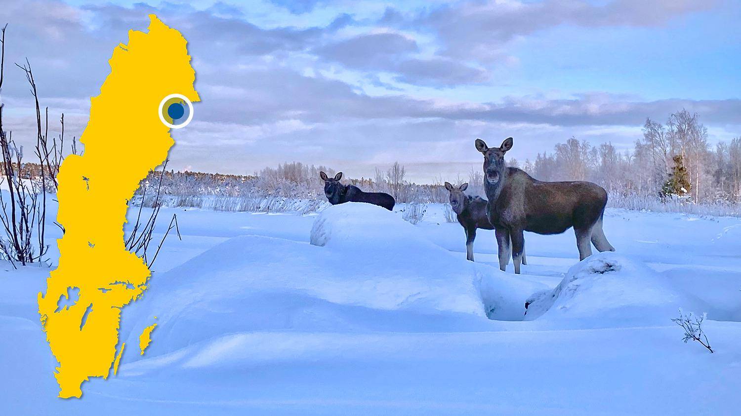 Trois élans se tiennent debout dans un décor enneigé. Il y a une carte jaune de la Suède avec un point bleu qui indique l'emplacement de Kallax.