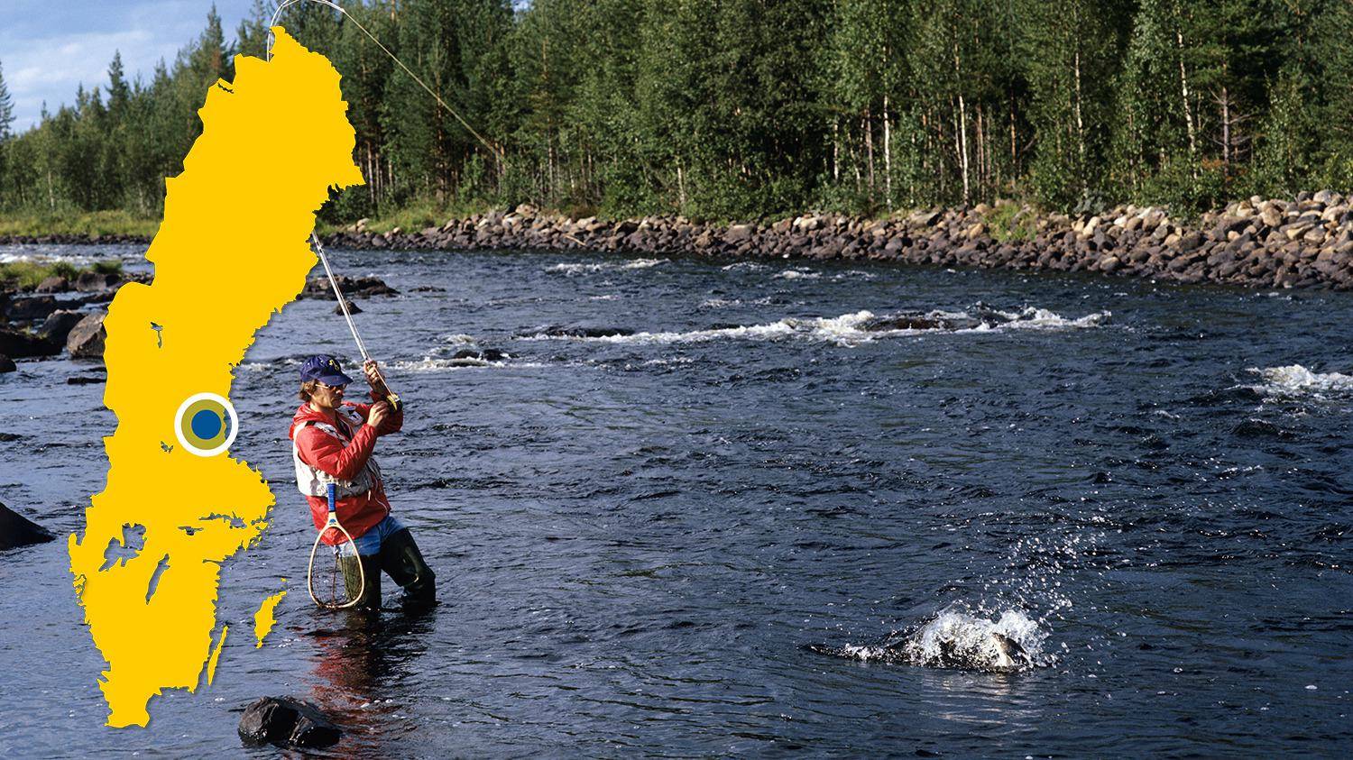 Un homme est debout dans une rivière et pêche à la mouche. Il vient d'attraper un poisson et essaie de le tirer hors de l'eau avec sa canne. Il y a une carte jaune de la Suède avec un point bleu qui indique l'emplacement de Voxnan.