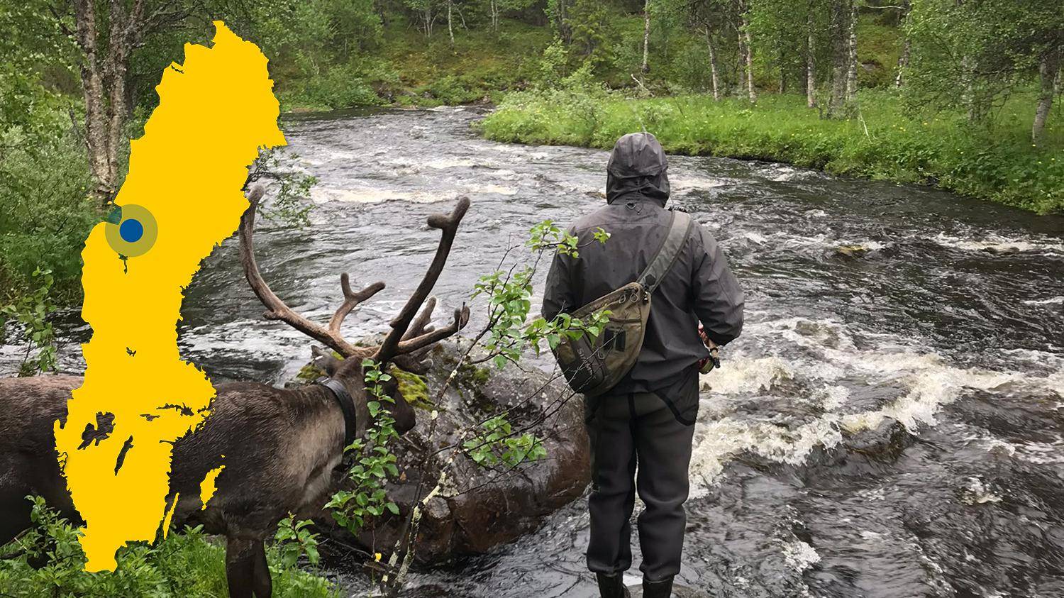 Un renne et une personne regardent vers une rivière. Une carte jaune de la Suède avec un point bleu qui indique l'emplacement de Laxviken est placé sur l'image.