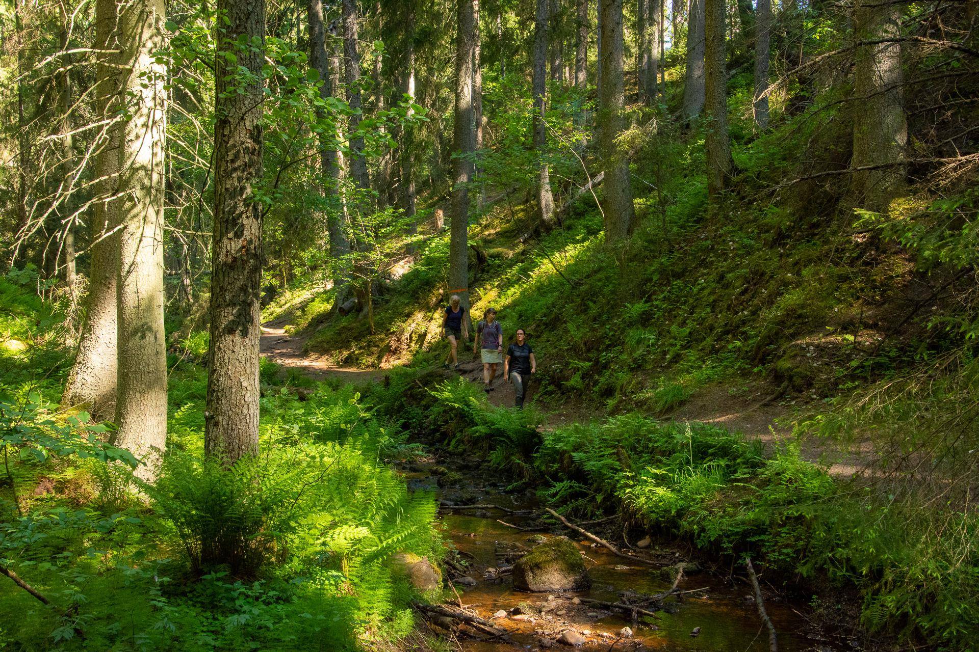 Trois personnes marchent sur un sentier de forêt entouré d'arbres verdoyants et à côté d'un petit ruisseau.