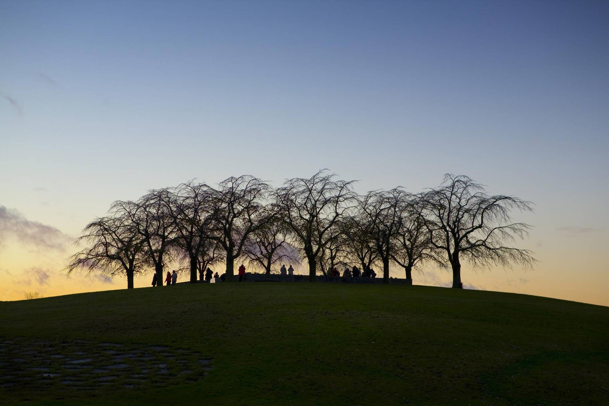 People are standing under the elm trees at Skogskyrkogården cemetery's meditation grove at sunset.