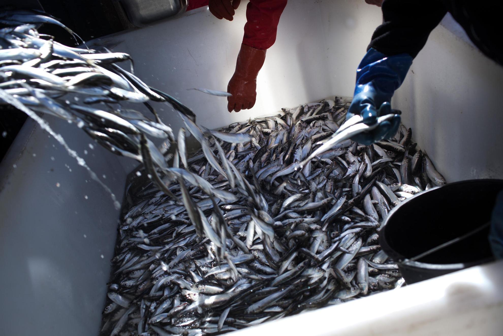 Des centaines de harengs sont placés dans un bac en plastique blanc. Deux mains dans des gants en caoutchouc retirent chaque poisson.