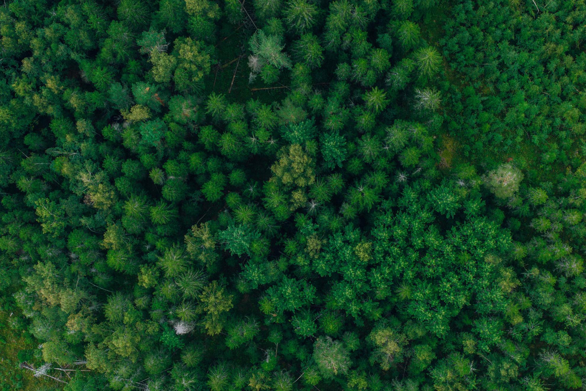 Une vue aérienne sur une forêt suédoise.