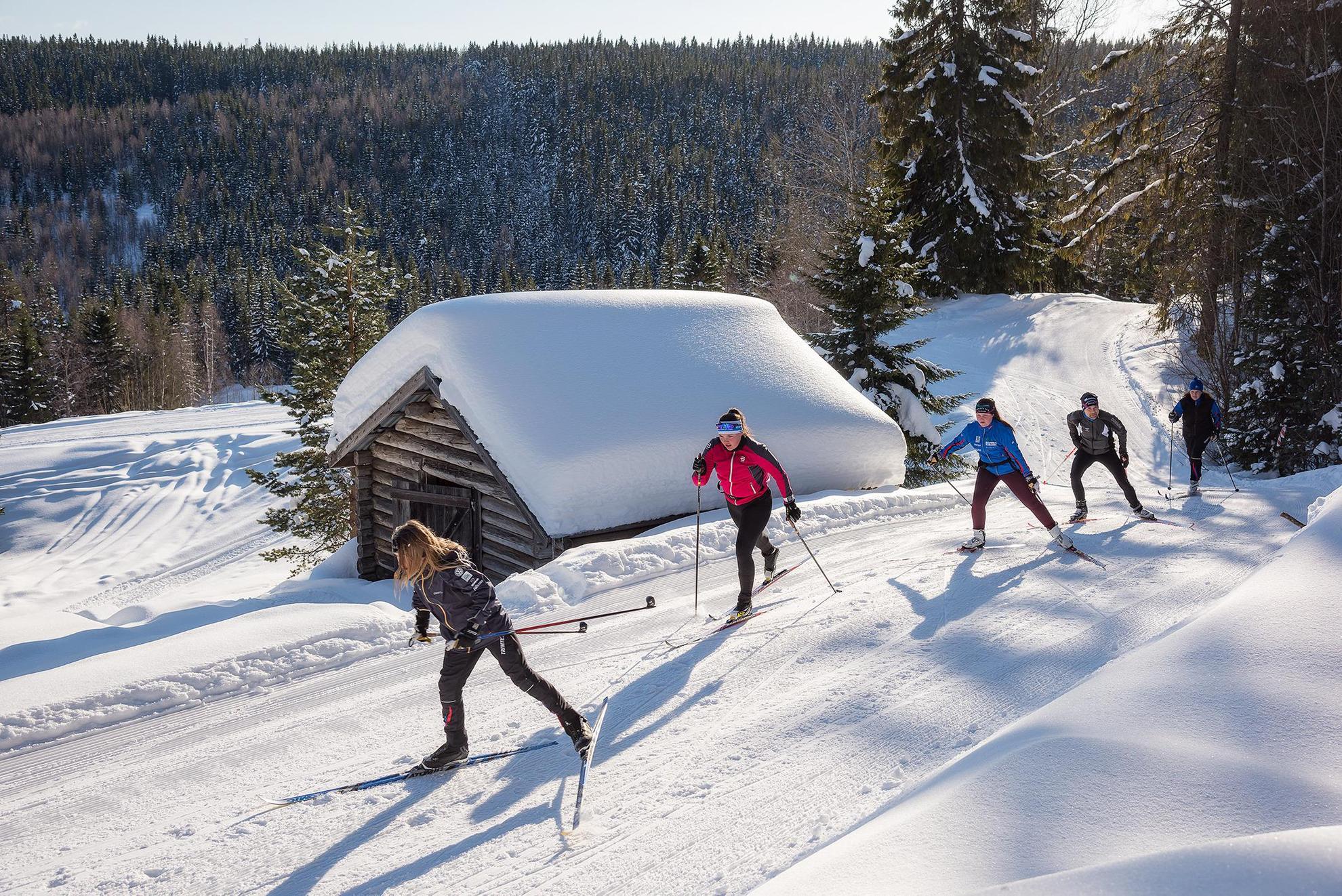 Cinq personnes font du ski de fond sur une colline par une journée ensoleillée d'hiver.
