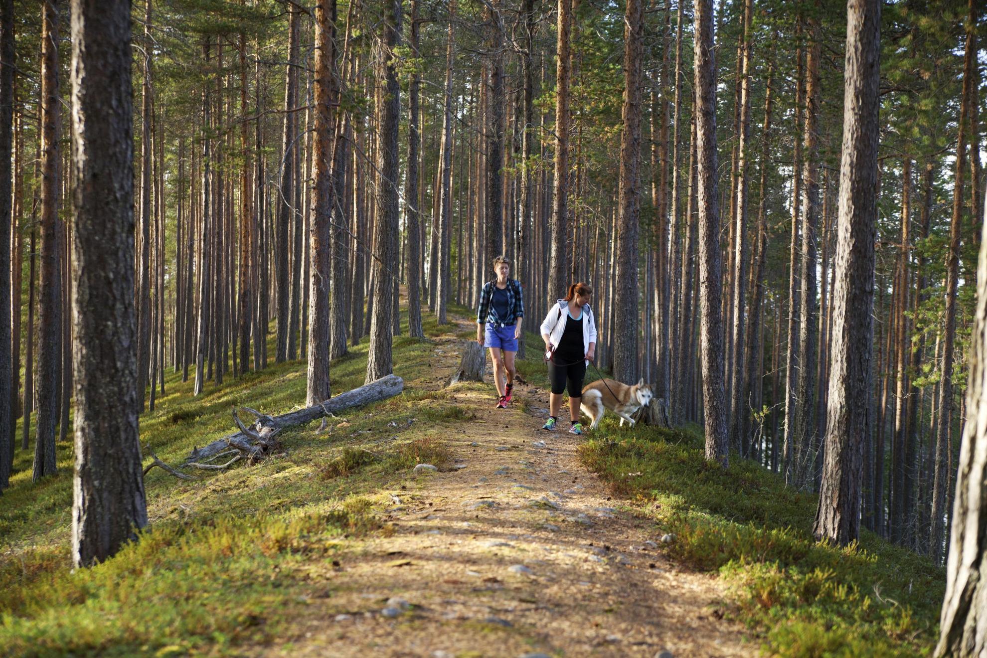 Deux personnes avec un chien en laisse marchent sur un chemin de randonnée dans une forêt.