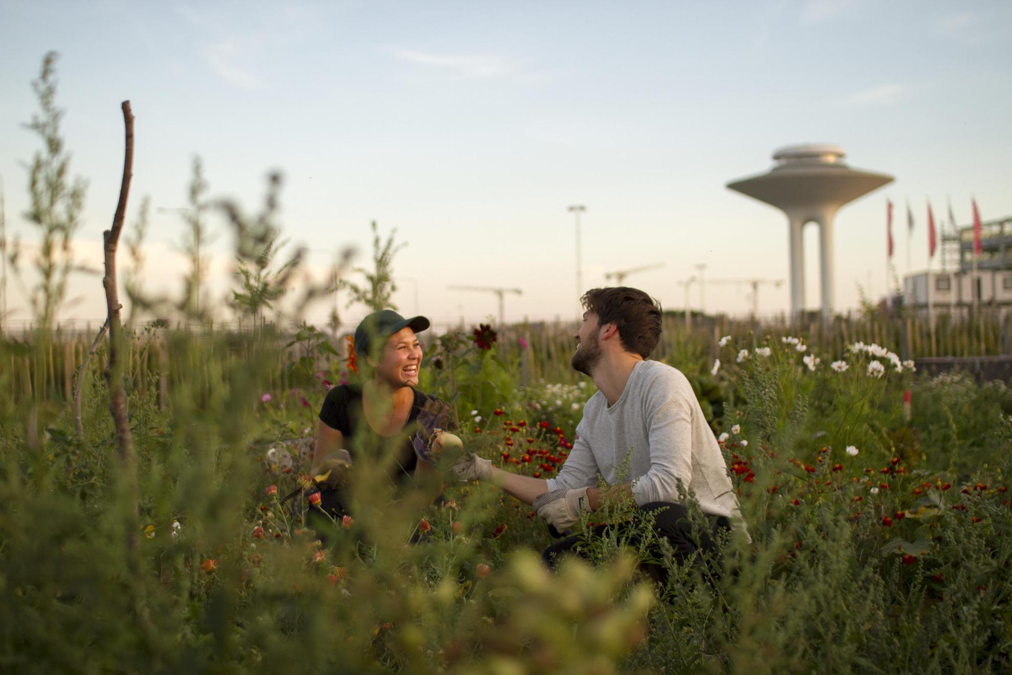 A man and a woman is hunkered down in  a garden allotment, laughing.