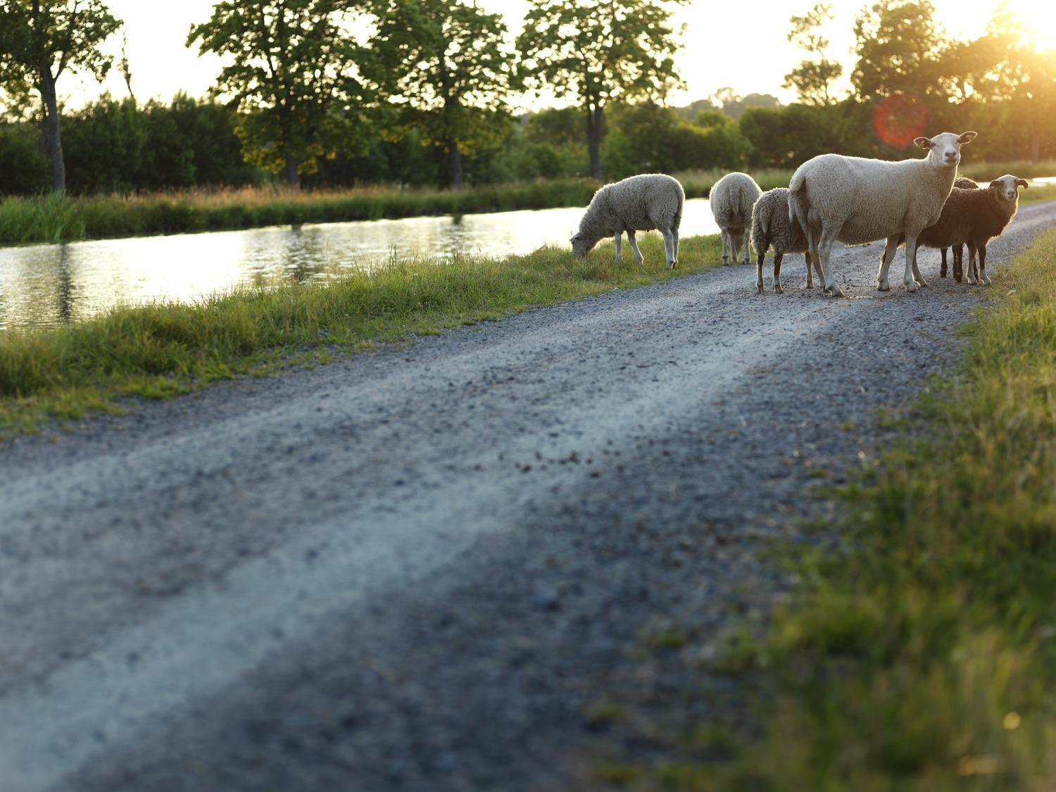 Plusieurs moutons se tiennent sur une route avec des graviers à côté du canal Göta pendant une soirée d'été.