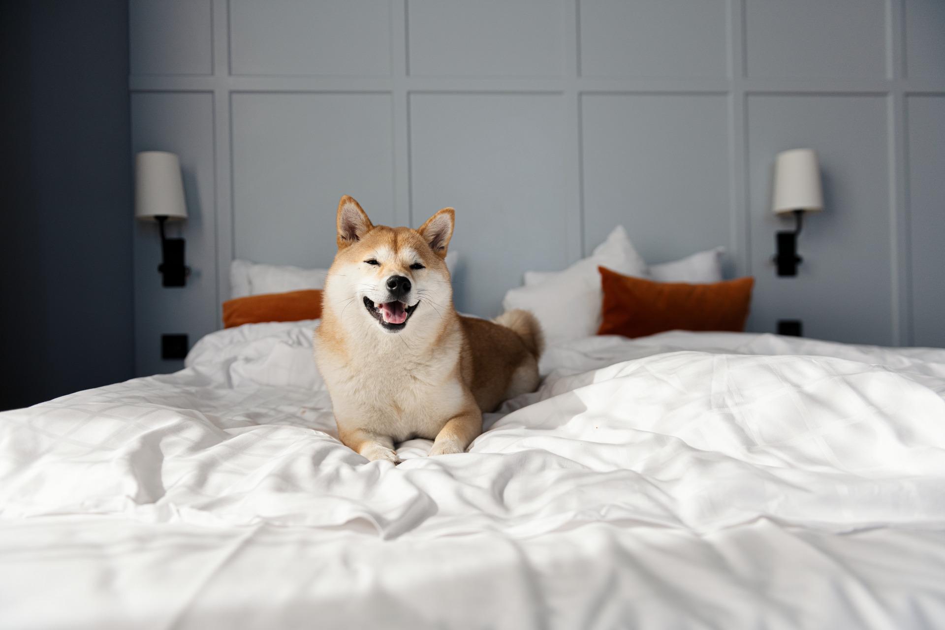 Un chien est allongé sur des draps blancs dans un chambre d'hôtel.